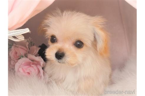 成約済の岡山県のミックス犬-220813の2枚目